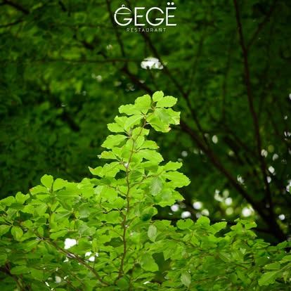 Gjelbërimi rreth Gegë